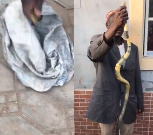 8-months pregnant woman dies after she was bitten by a snake inside her toilet in Kaduna(video)