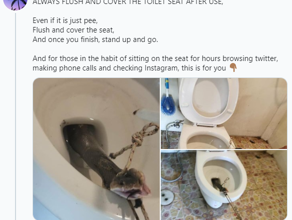 How to Prevent Snakes from Getting into the Toilet Bowl – Advice from a Nigerian Doctor