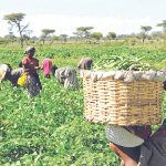 Three million farmers to benefit, as IITA opens fertiliser, soil project in Oyo 