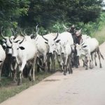 Ondo Amotekun officers injured in clash with suspected herdsmen
