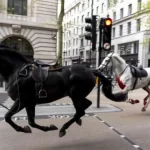 Chaotic Scene in London as Army Horses Cause Injuries to Four Individuals