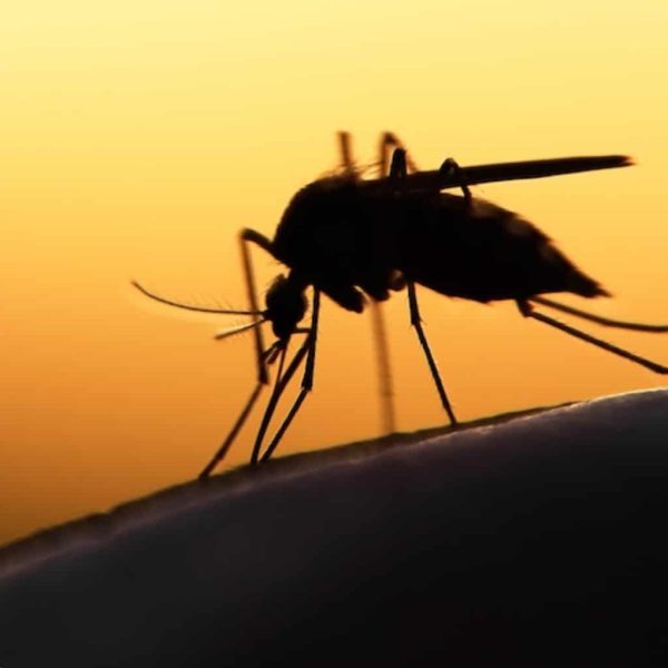 Malaria Prevalence in Edo State at 30% – Government