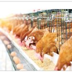 Positive Impact on Egg Prices Due to Maize Release in Lagos – PAN