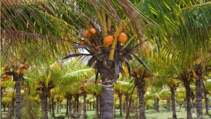 Land Owners of Coconut Plantation in Akwa Ibom State Seeking N14bn Compensation