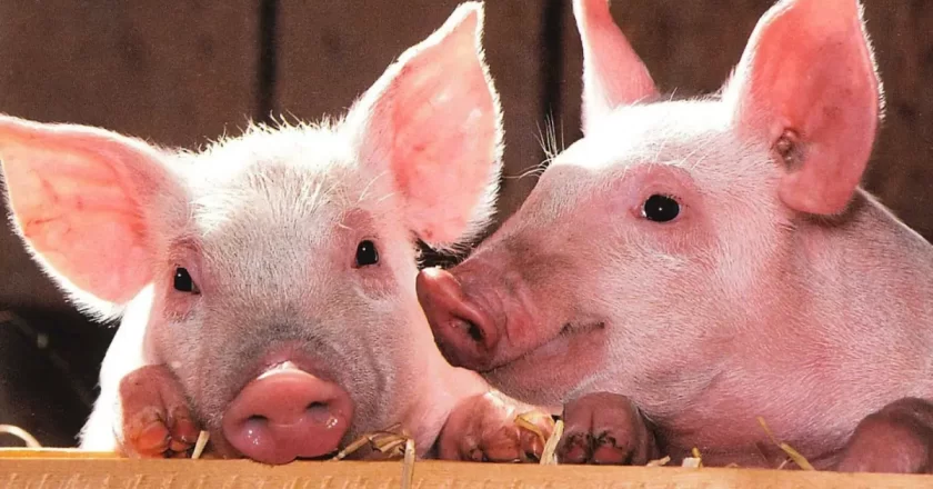 Residents of Cross River enjoy pork meat as pig farmers thrive