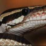 Tension arises in Delta community following the killing of a sacred snake by a cleric