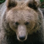 Bear attacks tourist in Italy
