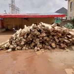 Deforestation: Illegal dealers invade Abia forest reserve, cut down trees