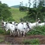 Group groans as herdsmen destroy farmland in Kogi