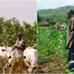 One person dead, many injured as farmers, herders clash in Yobe