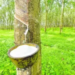 Rubber tree cultivation can boost biodiversity conservation, environment – Inameti