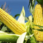 Impressive Maize Harvest at Kwara Polytechnic Farm, Revealed by Rector