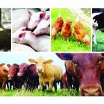 Miyetti Allah urges backing for FG’s Livestock Ministry