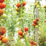 FG Distributes Tomato Seeds to 500 Edo Farmers