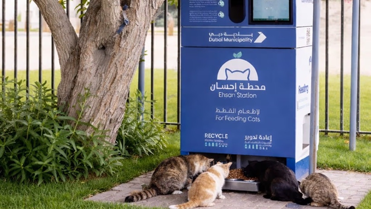 Other victims of the Iran war: thousands of pets abandoned by owners fleeing back to their countries