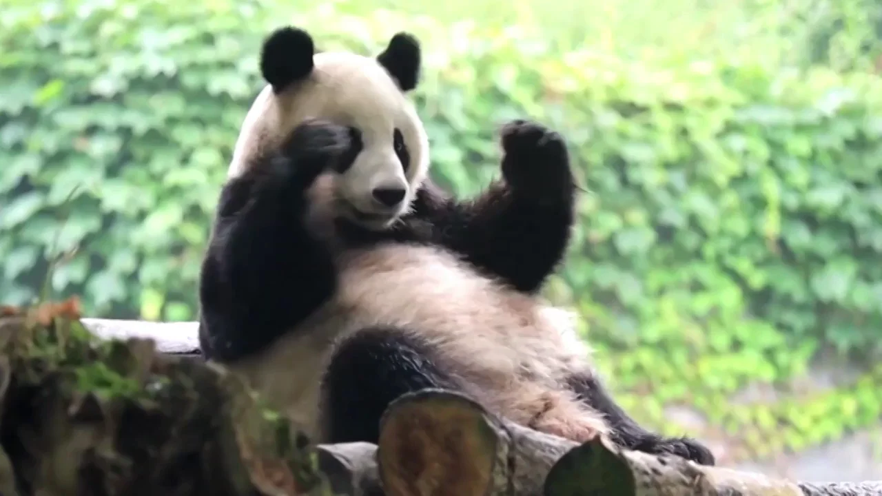 The cute and adorable video of some pandas scratching their backs against a log
