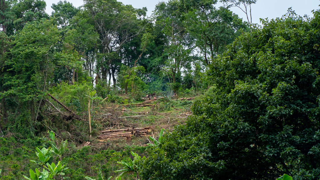 Disappearing forests