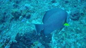 The environmental awareness project “Be Coral” seeks to protect Mexican coral from certain death